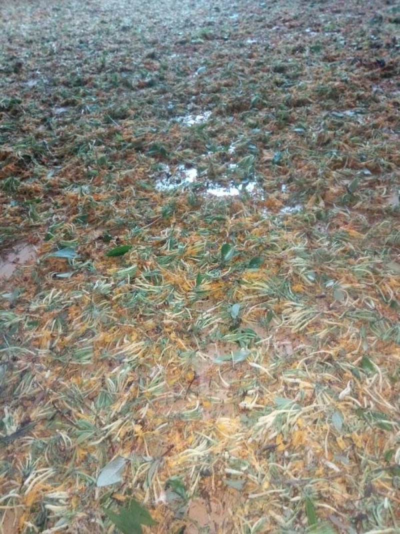 野生金银花农家日晒金银花