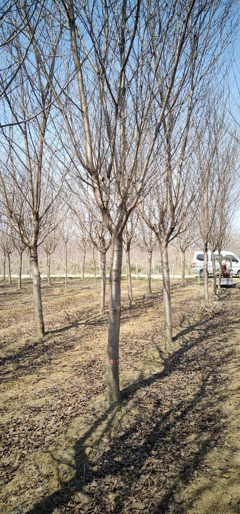 临沂樱花树基地常年出售樱花染井吉野早樱晚樱8-25