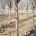 临沂樱花树基地常年出售樱花染井吉野早樱晚樱8-25