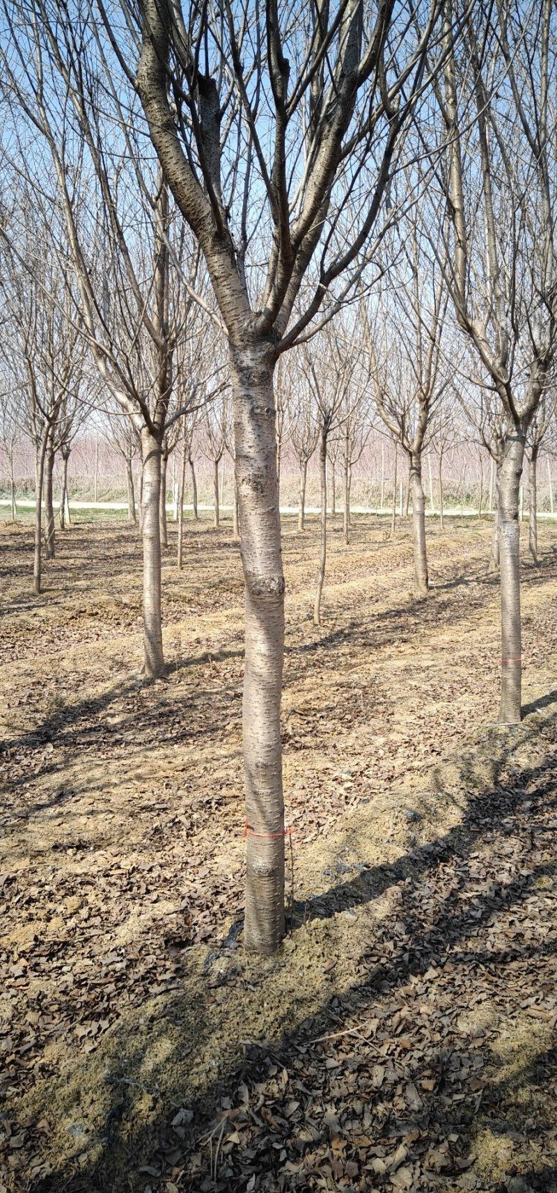 临沂樱花树基地常年出售樱花染井吉野早樱晚樱8-25