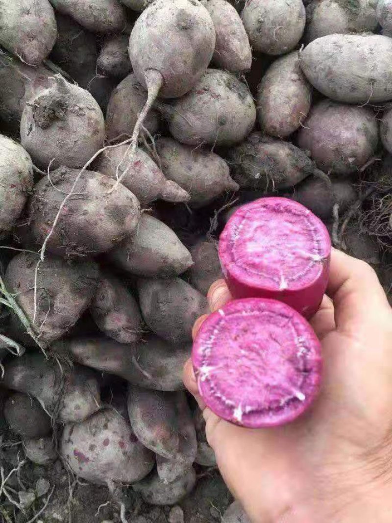 供应越南紫薯