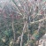 双色高杆月季