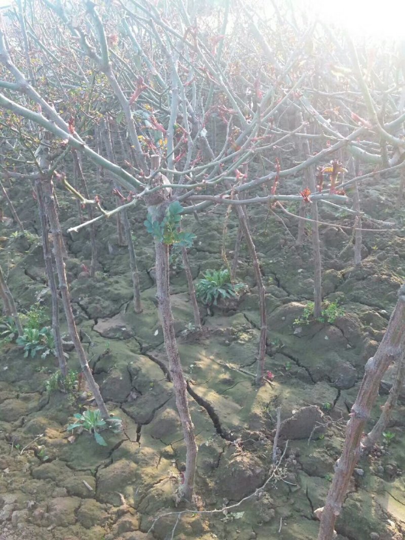 双色高杆月季