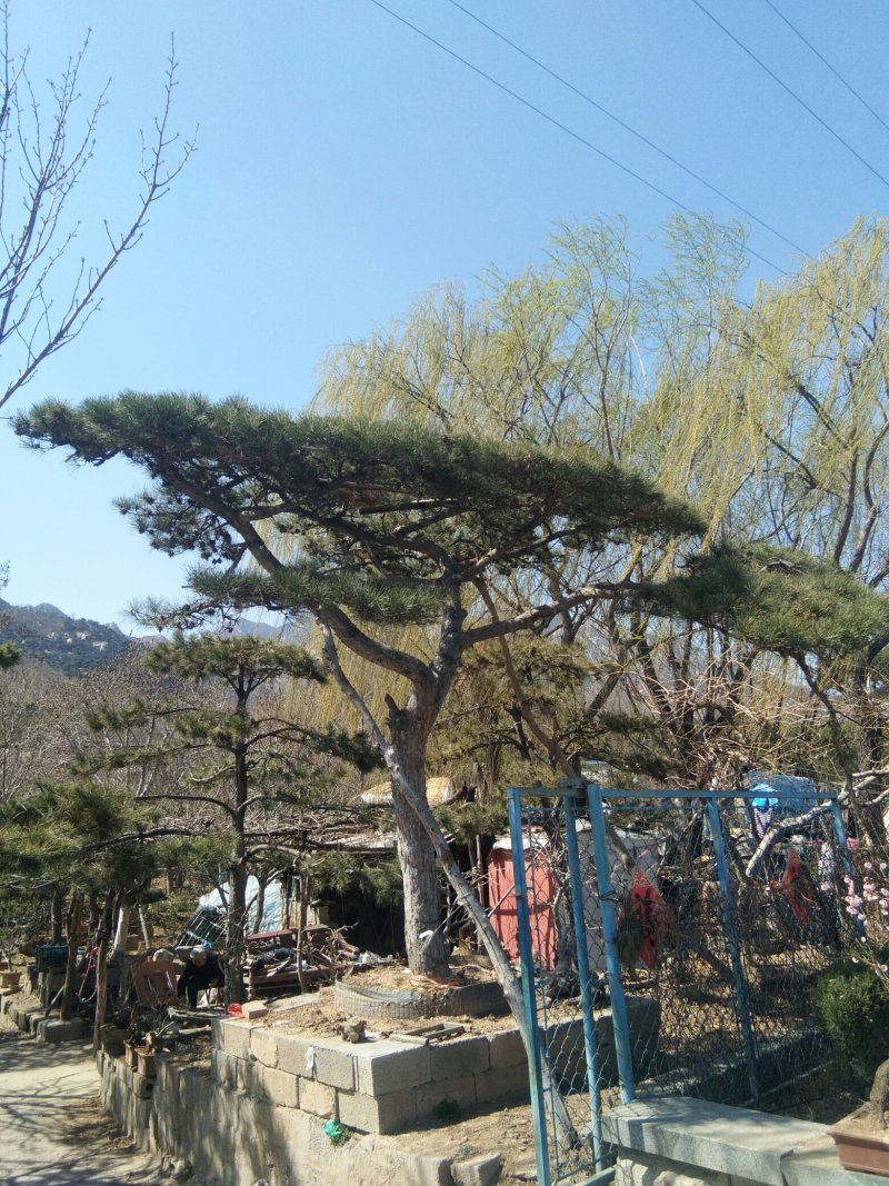 造型松