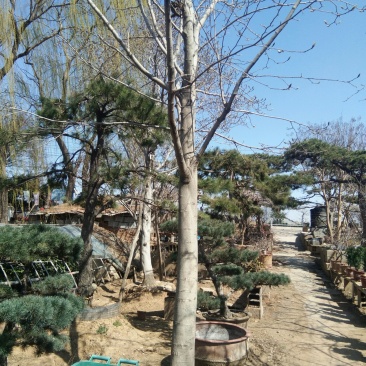 造型松