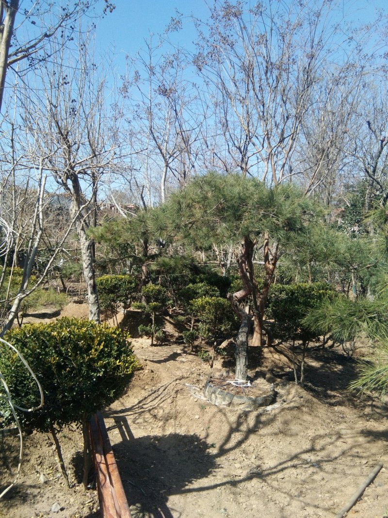 造型松
