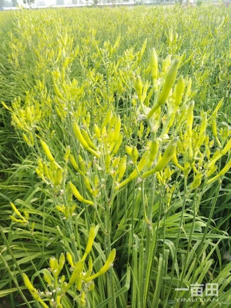 早期黄花菜