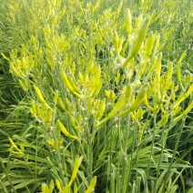 早期黄花菜
