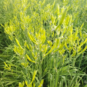 早期黄花菜