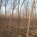 四公分国槐