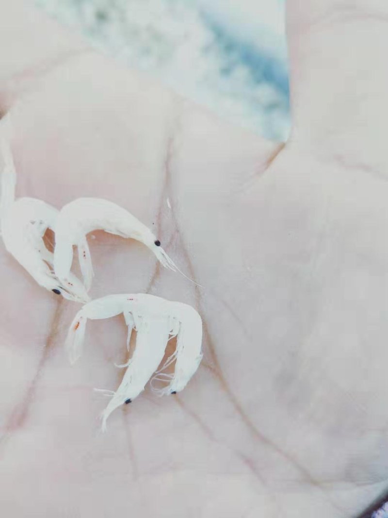 渤海湾特产水清米