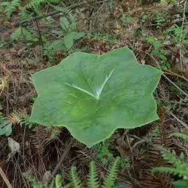 四川高产八角莲，大品种，产地直供