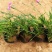 欧石竹山东青州草花基地常年供应优质草和苗木