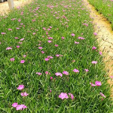 欧石竹山东青州草花基地常年供应优质草和苗木