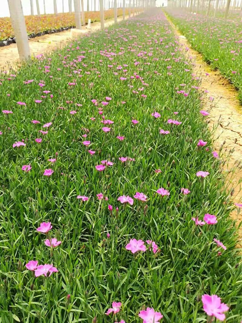 欧石竹山东青州草花基地常年供应优质草和苗木