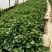 秦薯四号红薯苗，五号红薯苗
