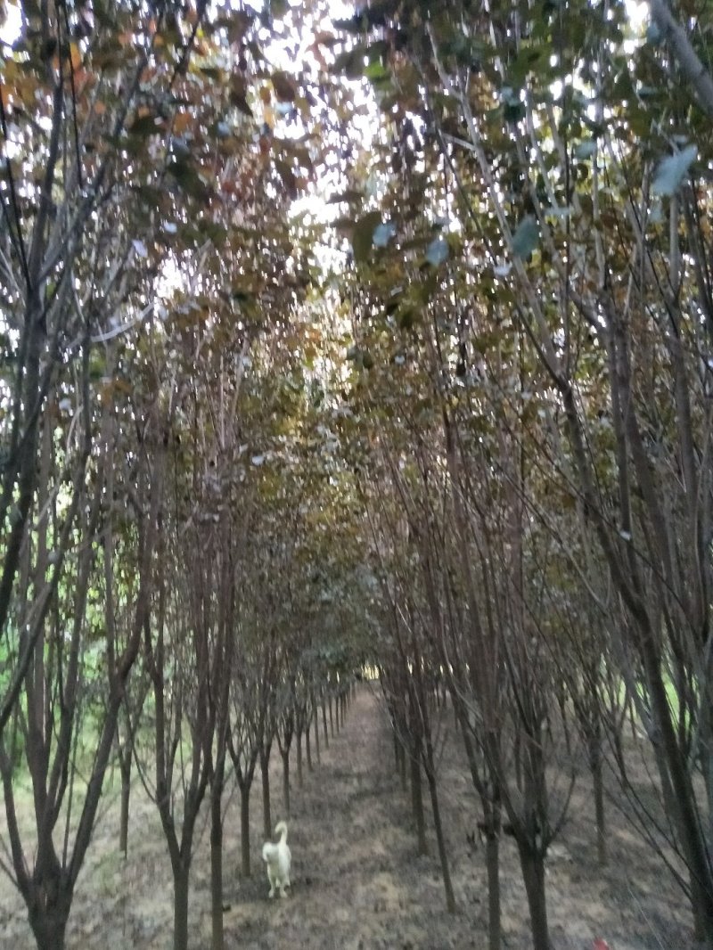 紫叶李6-10