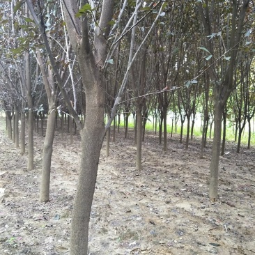 紫叶李6-10