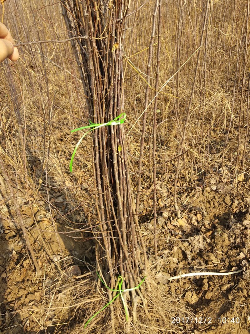 红富士苹果苗基地直发包成活包指导全国发货质量保证