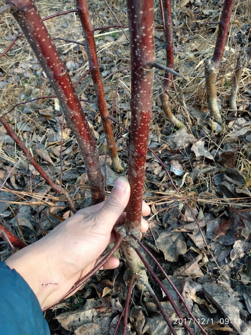红富士苹果苗基地直发包成活包指导全国发货质量保证