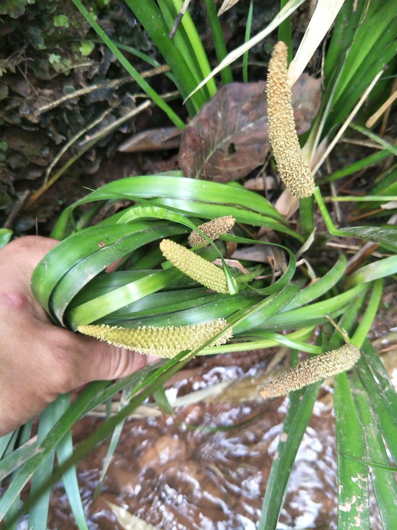 四川优质，高产，大叶石菖蒲种苗