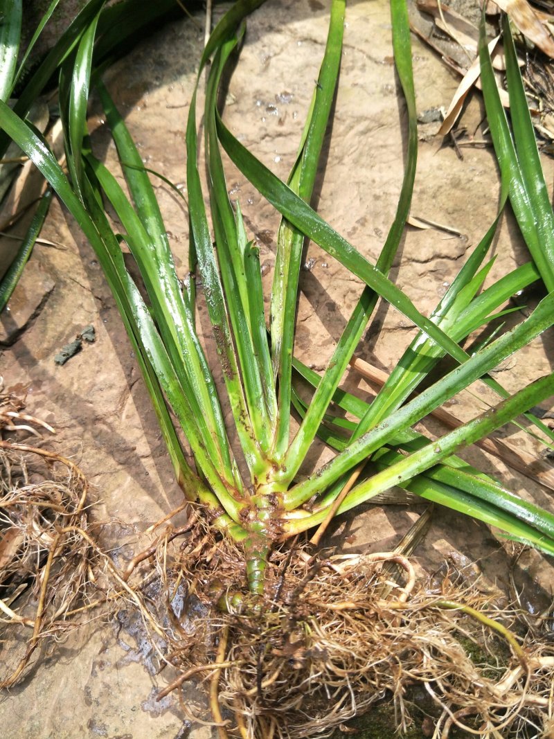 四川优质，高产，大叶石菖蒲种苗
