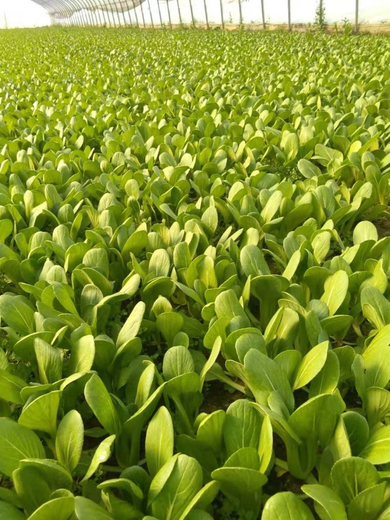 【山东上海青】山东油菜上海青青菜精品油菜蔬菜叶菜产地直销