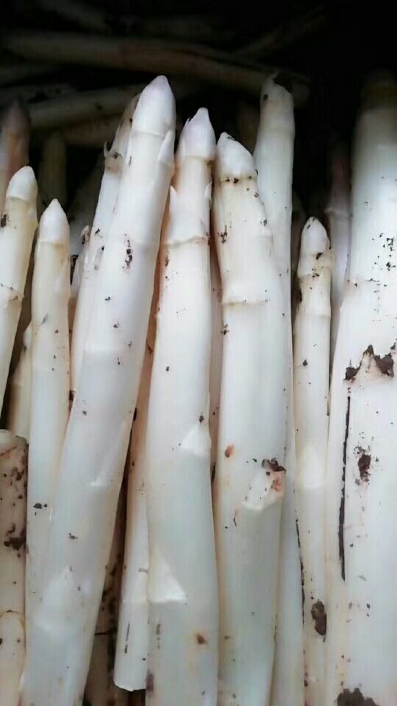 刚出土的新鲜芦陆续上市，速冻冷链，黄桃瓣！数量不多了，