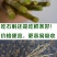 铁皮石斛鲜条500g霍山铁皮枫斗云南四年生石斛枫斗新鲜