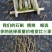 铁皮石斛鲜条500g霍山铁皮枫斗云南四年生石斛枫斗新鲜