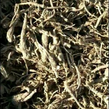 白花前胡根，晒干的