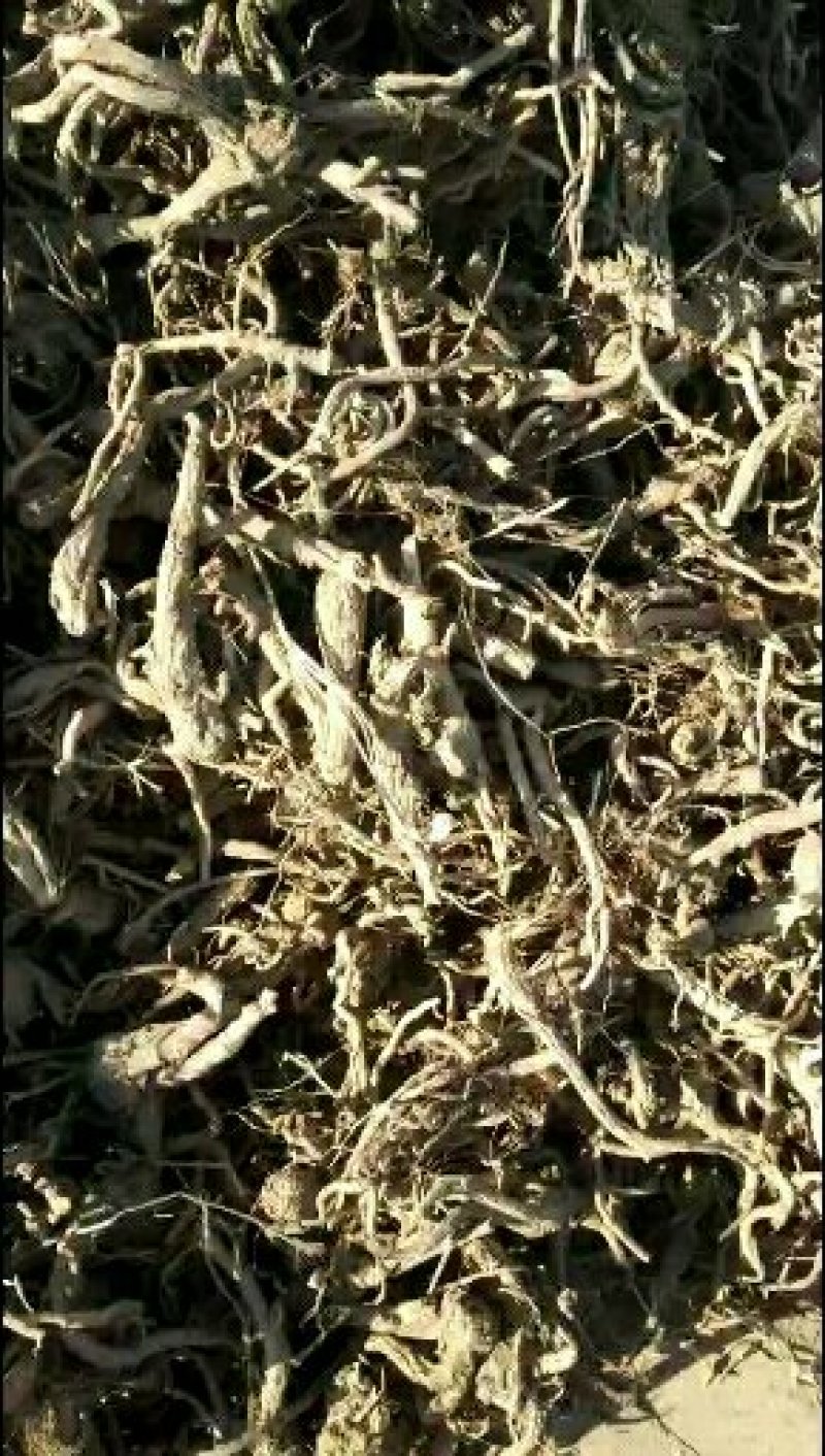 白花前胡根，晒干的
