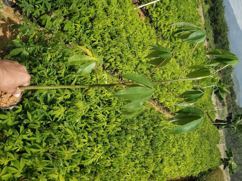 大腹木棉苗美丽异木棉苗