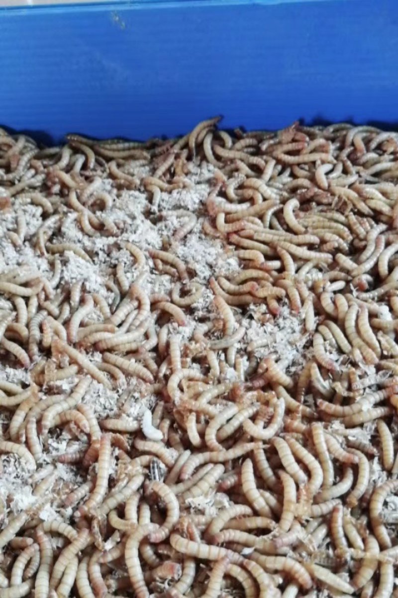 开口虫，各种规格商品虫供应