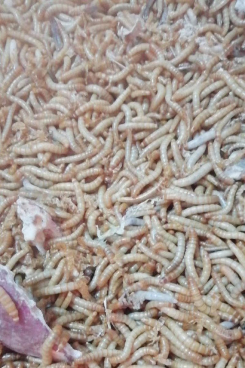 开口虫，各种规格商品虫供应