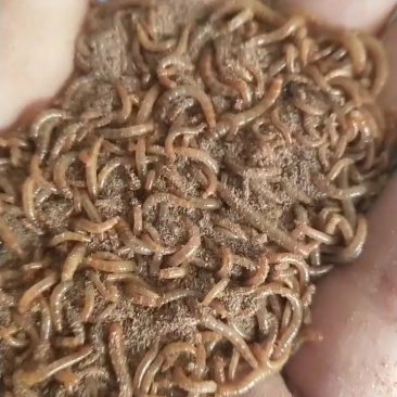 开口虫，各种规格商品虫供应
