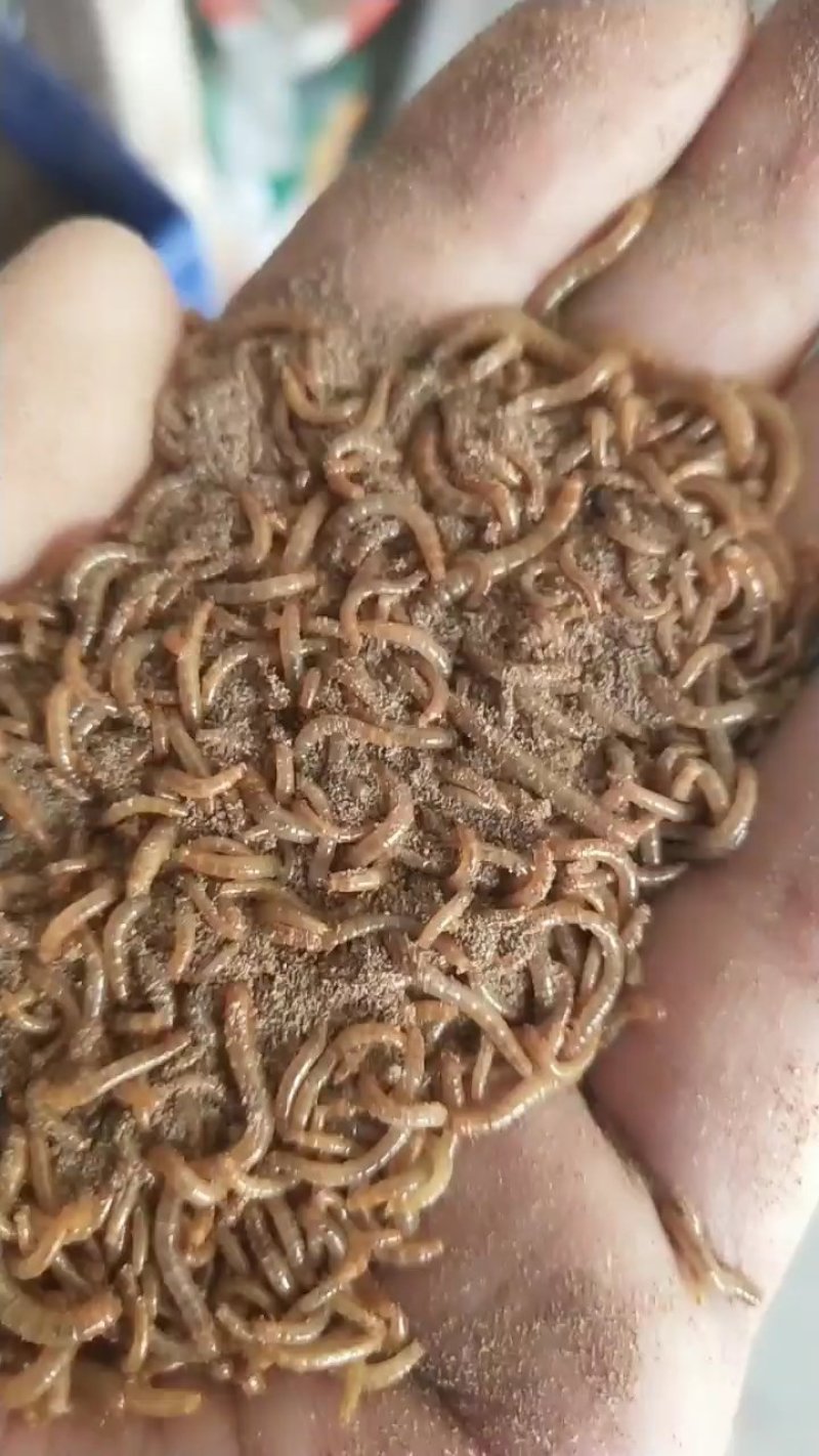 开口虫，各种规格商品虫供应