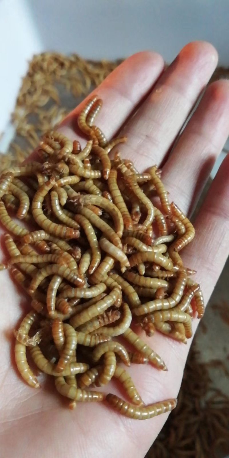 开口虫，各种规格商品虫供应