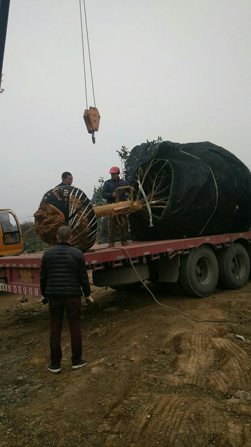 各种规格的桂花