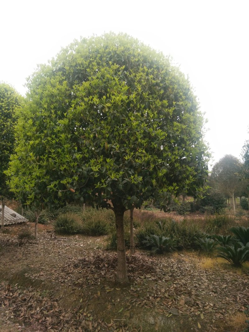 各种规格的桂花