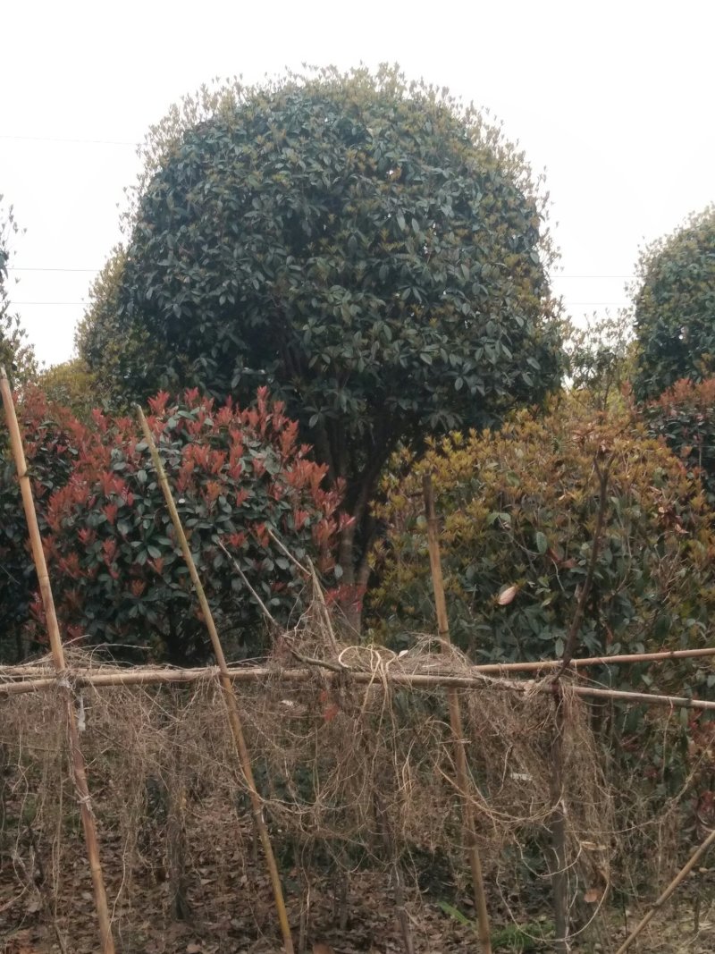 各种规格的桂花