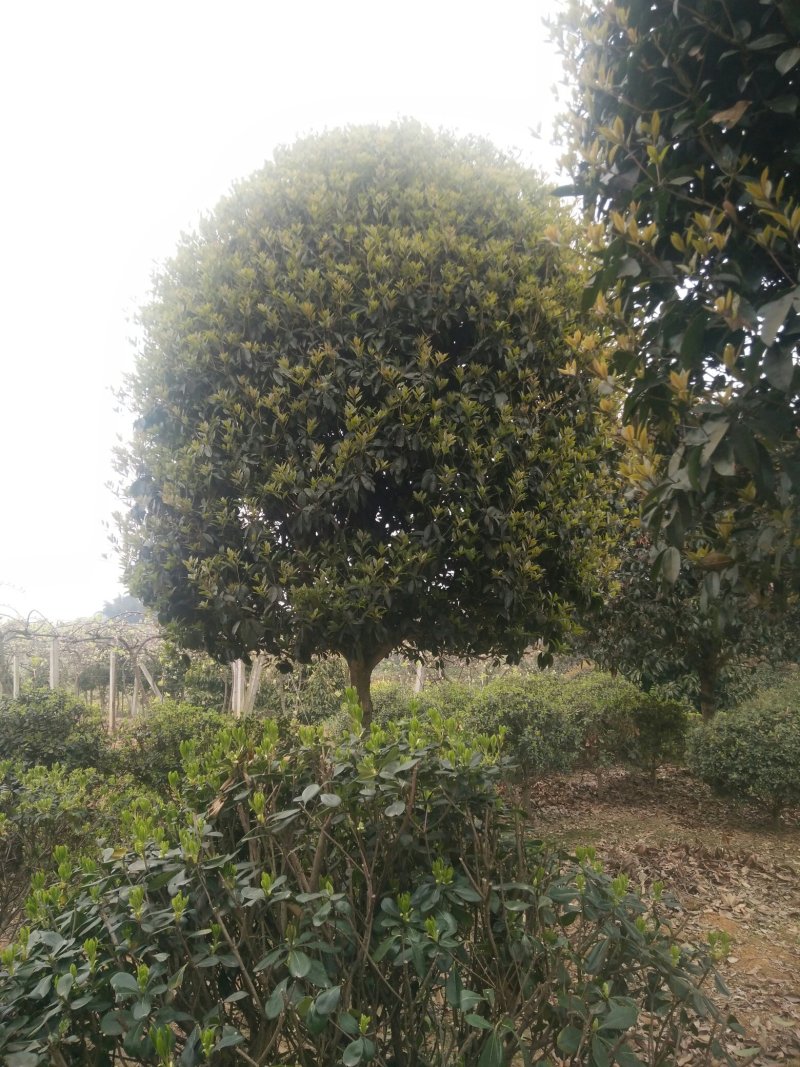 各种规格的桂花