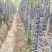 新砍甘蔗种苗，0.6元/条