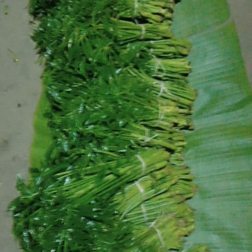 云南火林菜