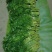 云南火林菜