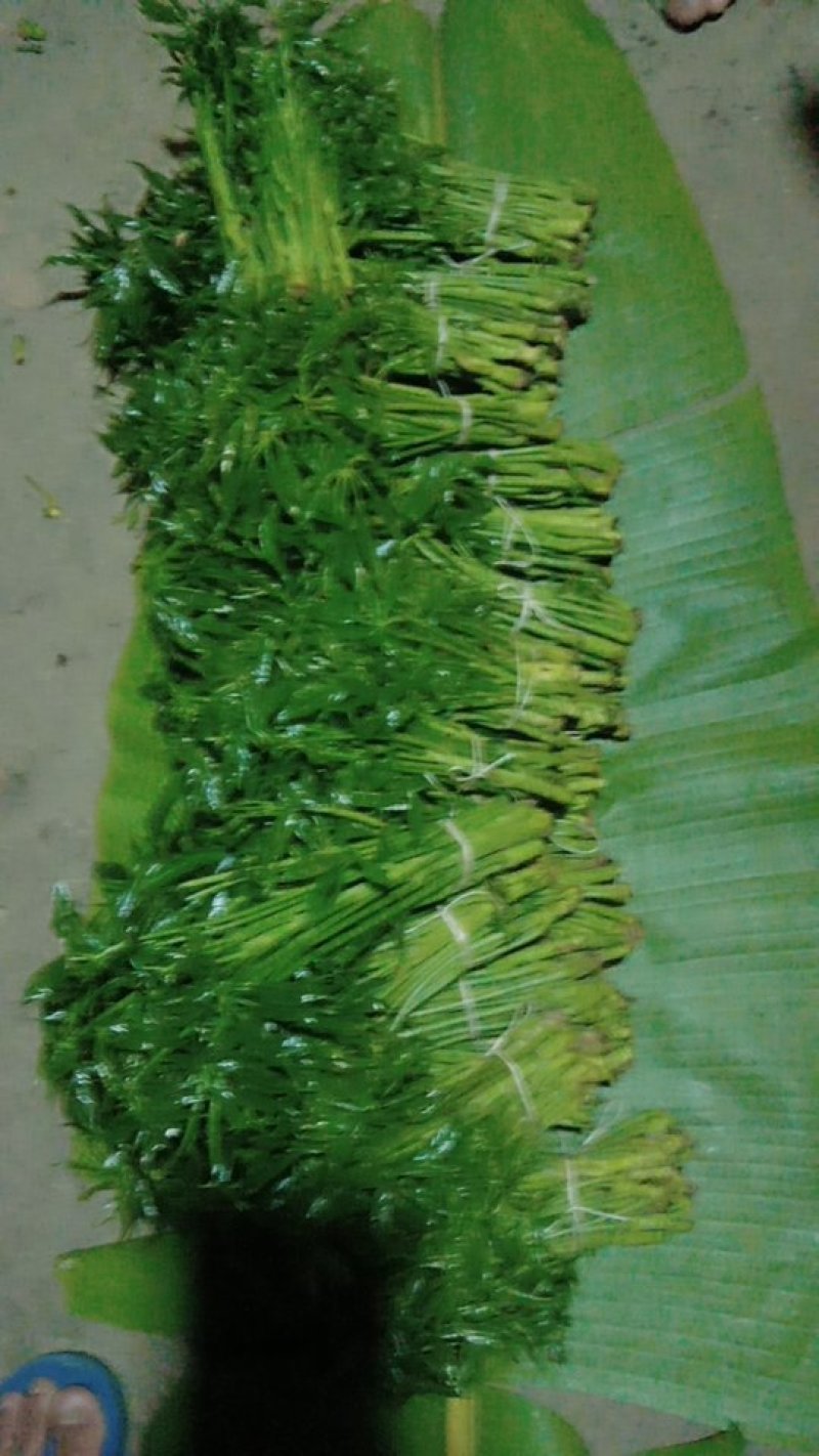 云南火林菜