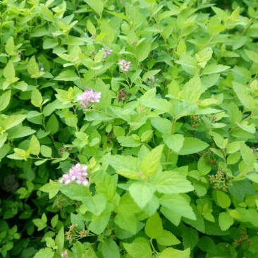 绿化苗木金焰绣线菊，金山绣线菊