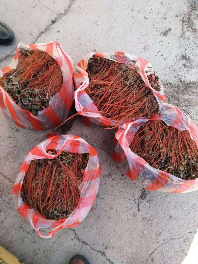 改良丹参苗，丹参种苗，高产苗，优质丹参苗，包种植包回收