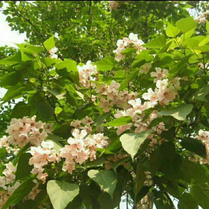 梓树小苗