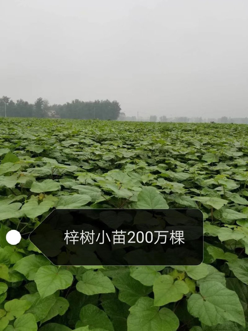 梓树小苗
